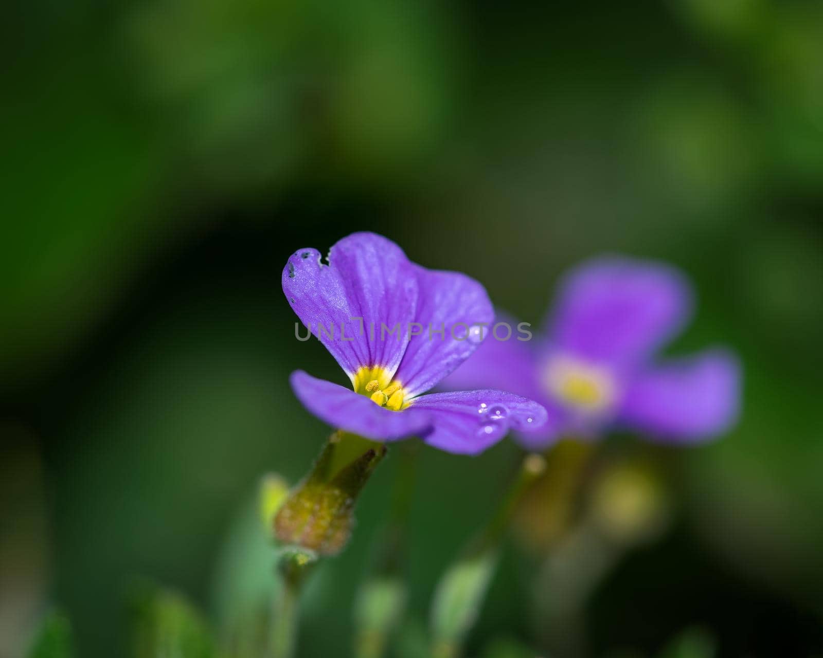 Purple flower with rain drops, close-up photo with green background