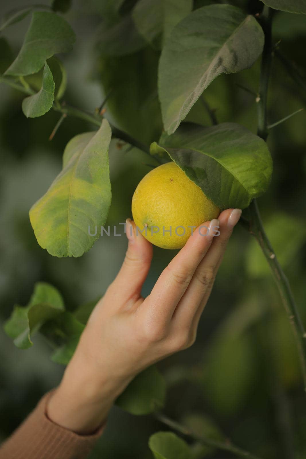 girl picking a ripe lemon with her hand. Focus on man’s hand