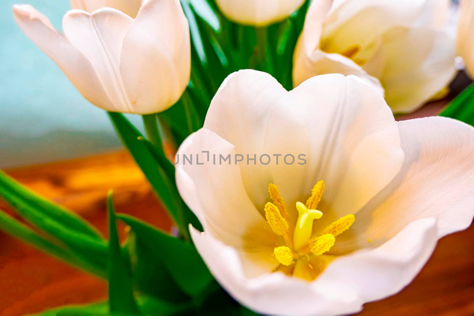 spring greeting card with flowers: white tulips on a sky-blue background. The concept of spring, tenderness, femininity. copy space
