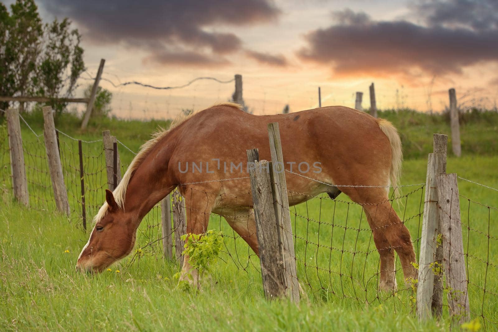 The Grass is Always Greener on the Other Side of the Fence. Horse reaches over wire fence to get grass in the ditch rather than in the pasture. Flaxen Chestnut breed.