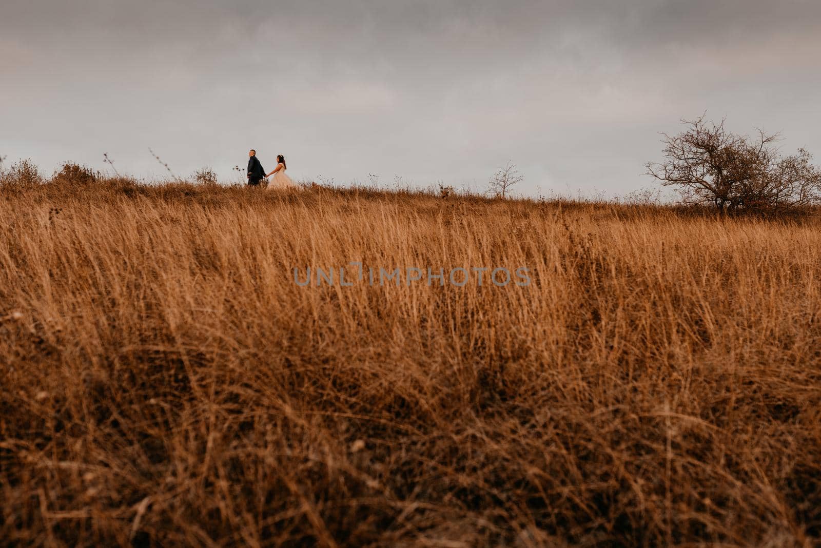 couple in love wedding newlyweds in a white dress and suit are walking on long grass in a field in summer. silhouettes of man and a woman against the backdrop of a formidable sky