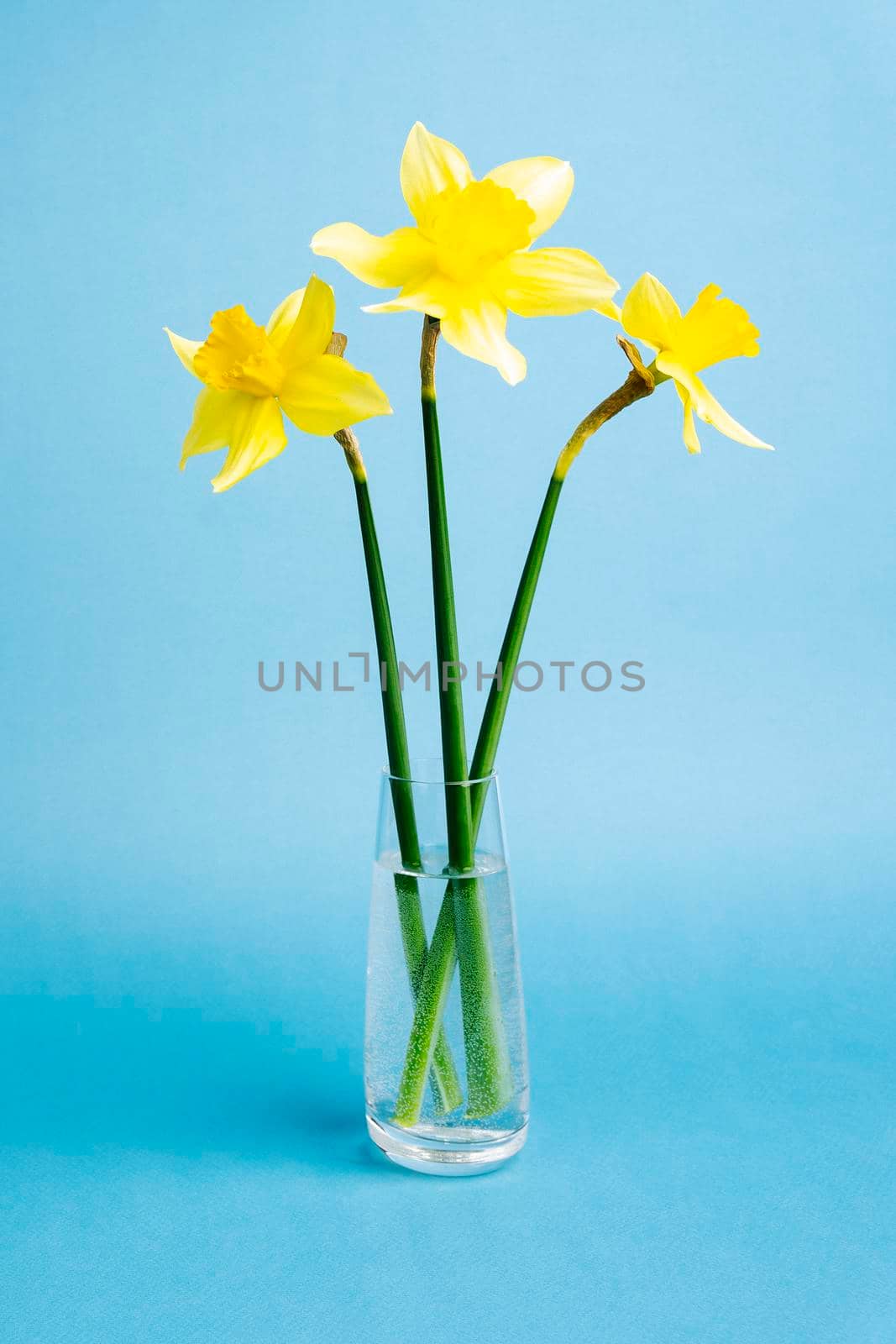 yellow daffodil flowers on a blue background. Fresh spring flowers by audiznam2609