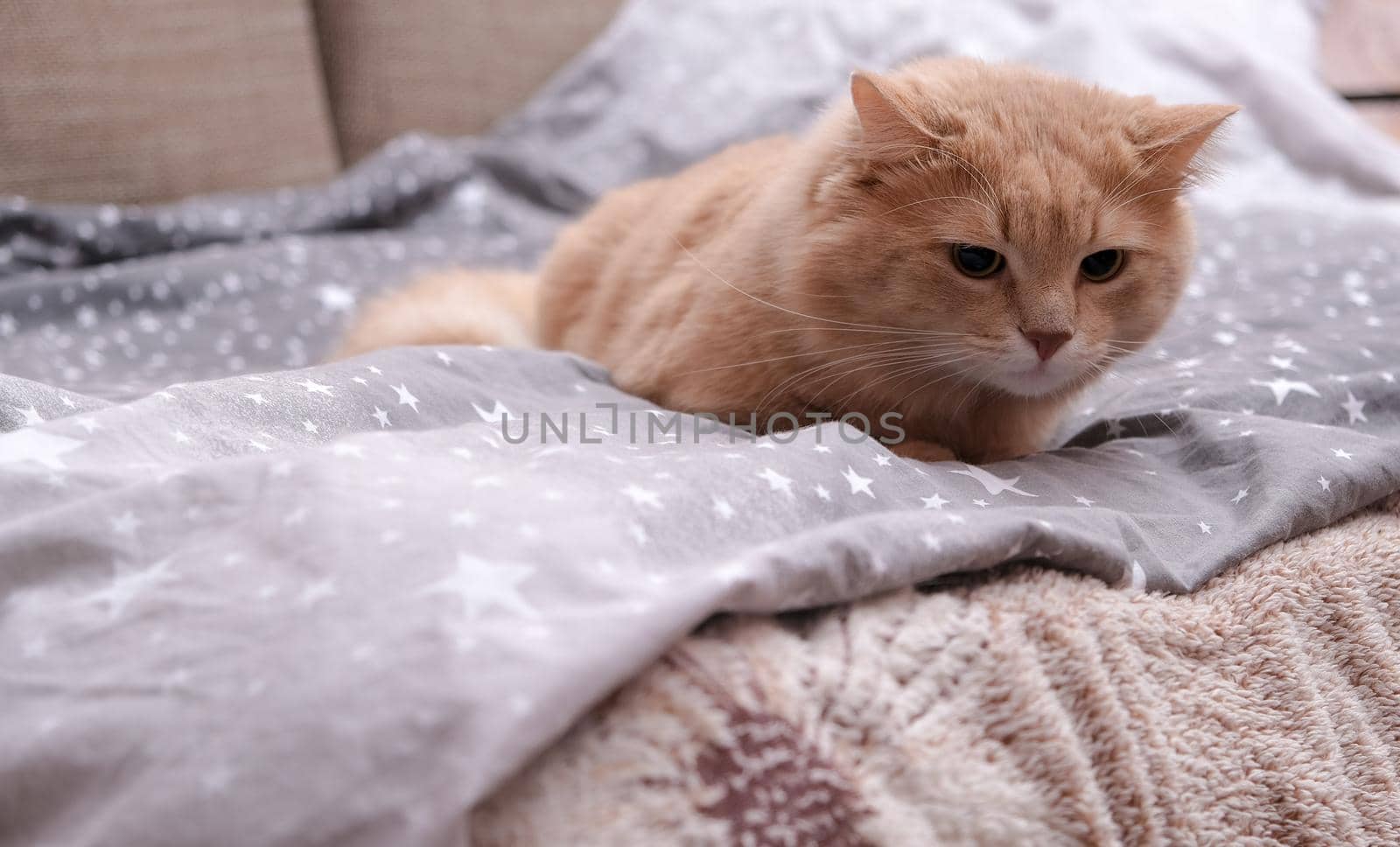 Fluffy ginger cat on a gray bedspread. Long-haired cat in the crib. Molting cats