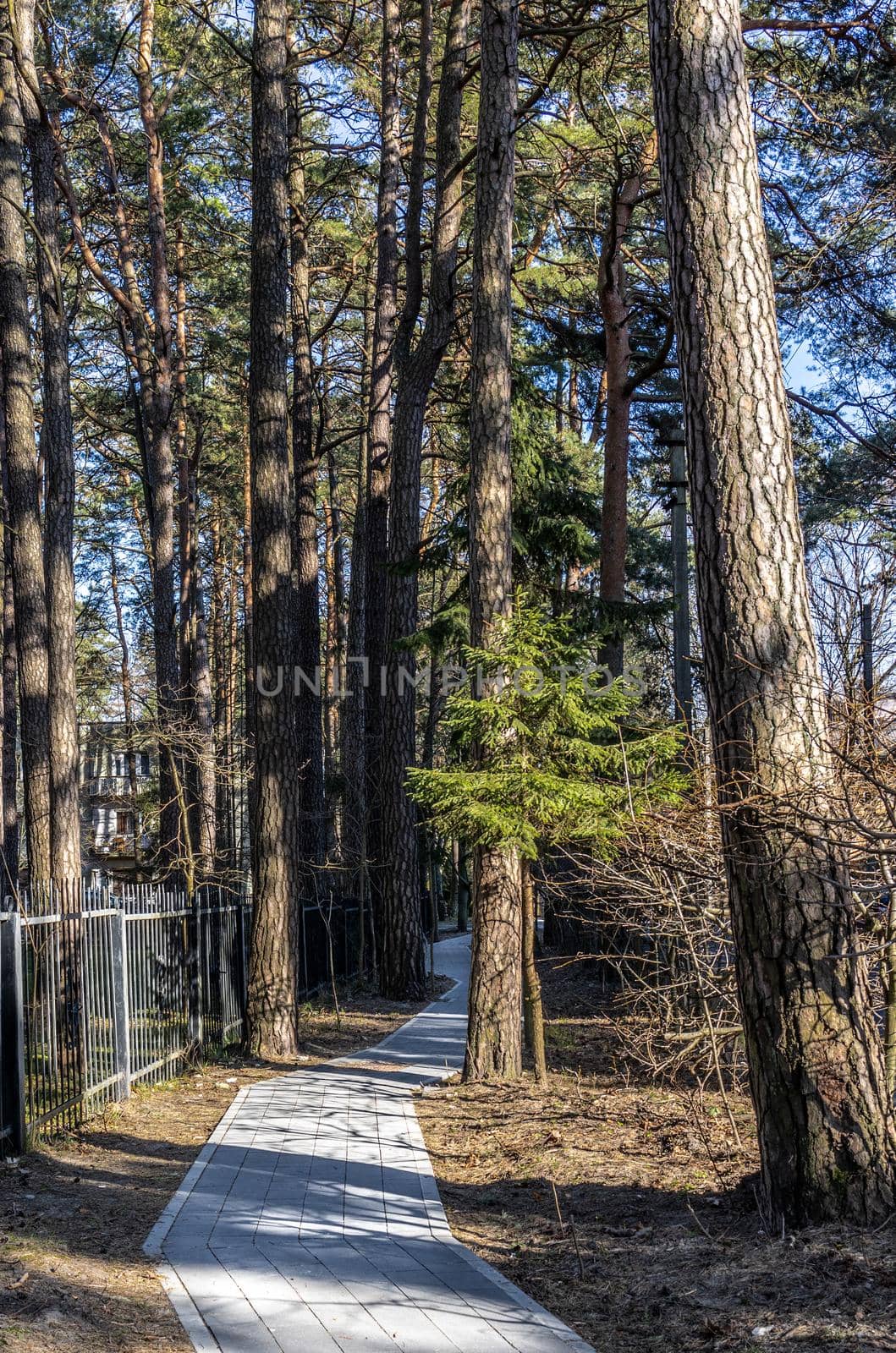 Paved concrete tile path in the park among tall trees pines and firs in Svetlogorsk Raushen, Kalinigrad region, Russia, near the Baltic sea. High quality photo.