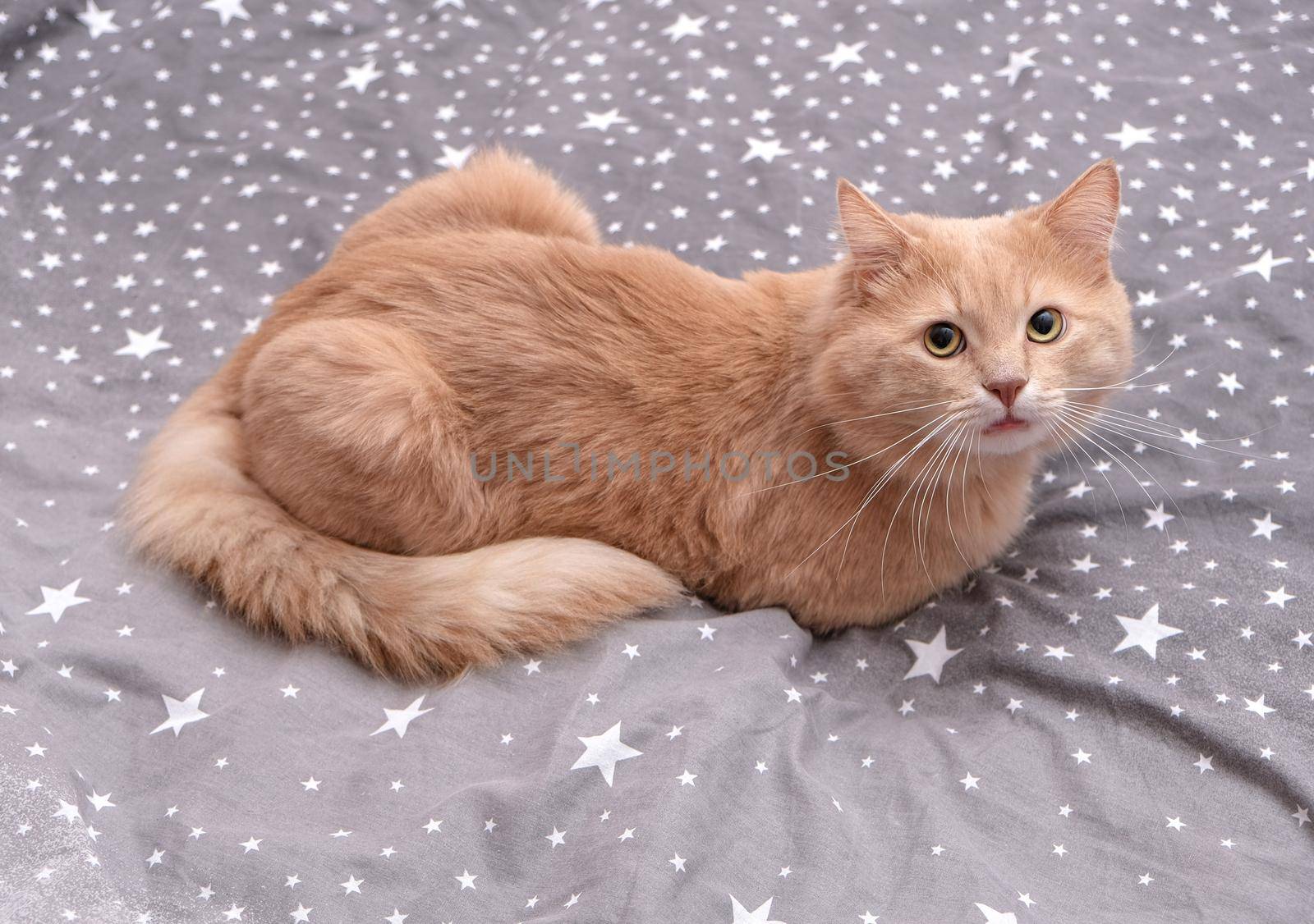 Fluffy ginger cat on a gray bedspread. Long-haired cat in the crib. Molting cats