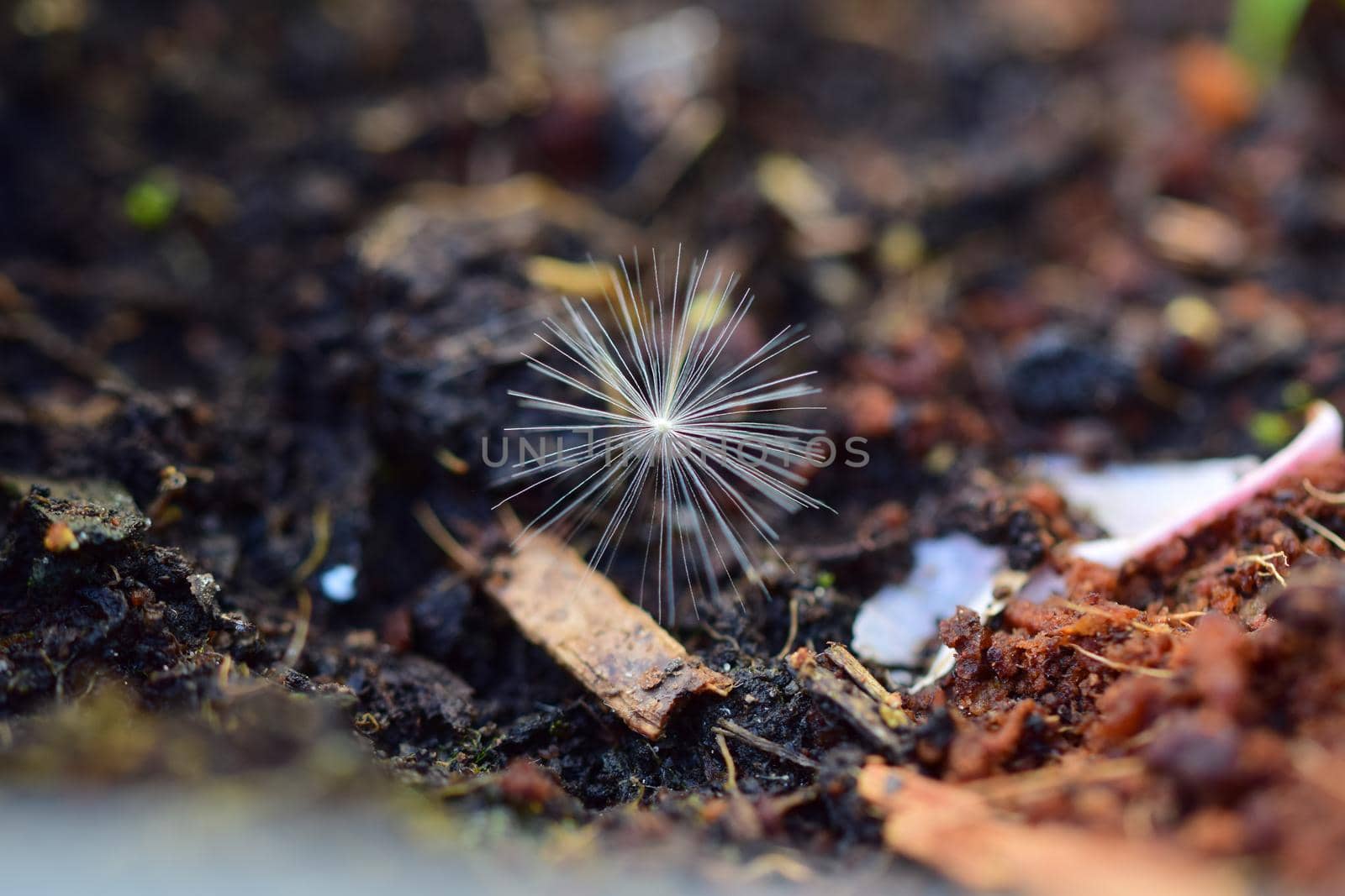 close-up of a dandelion seed on the ground