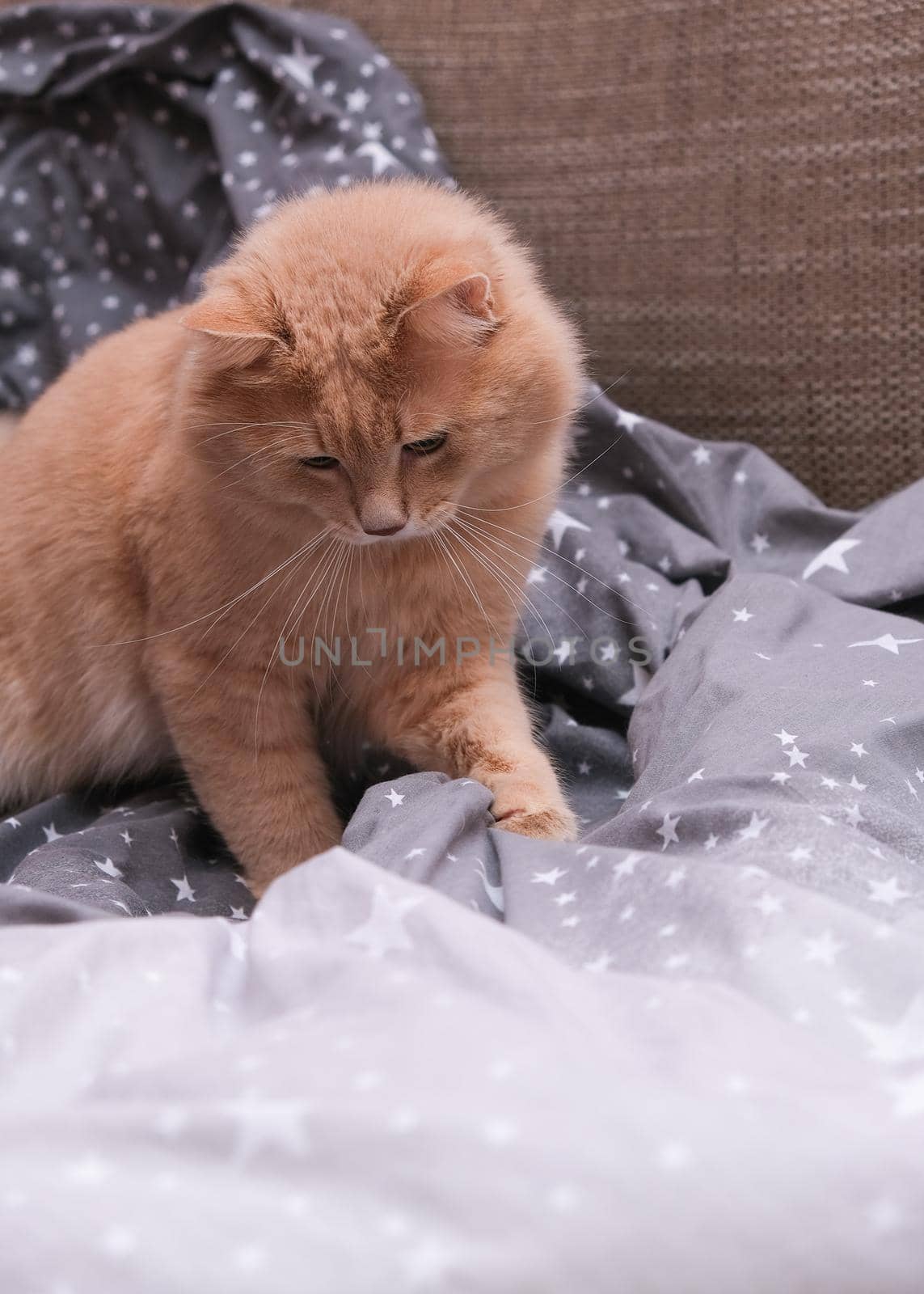 Fluffy ginger cat on a gray bedspread. Long-haired cat in the crib. Molting cats