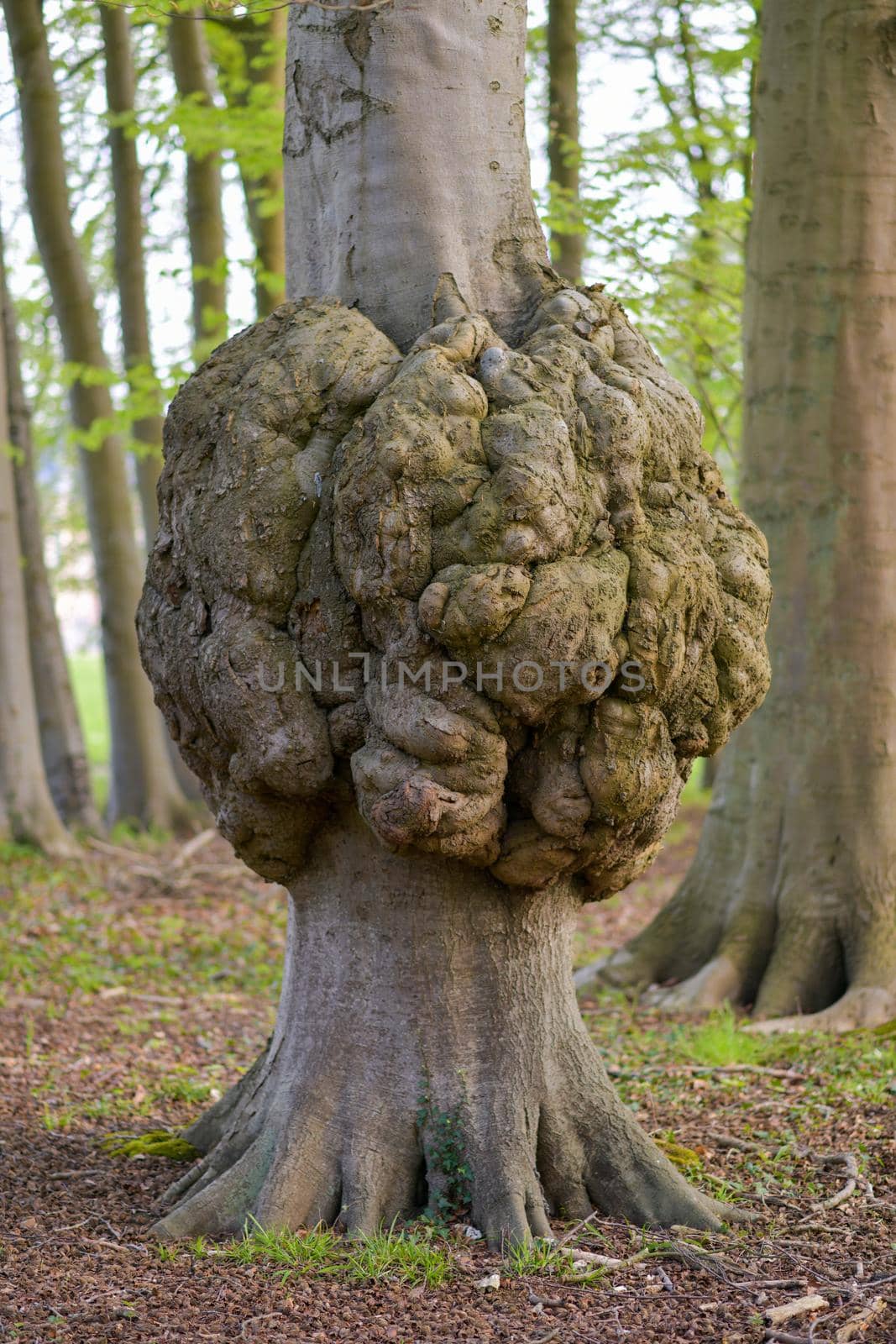 Big growth on a tree trunk Disease of a tree bark Cap
