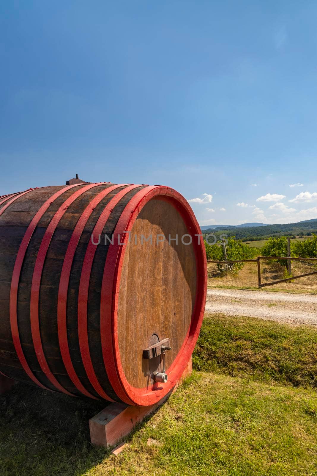 Wine barrel in vineyard, Tuscany, Italy