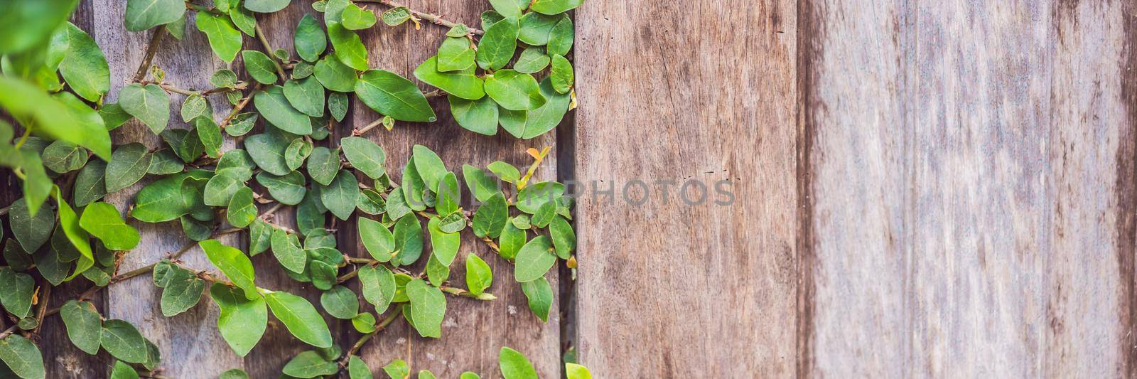 Texture of the old wooden fence and lash plants. BANNER, LONG FORMAT