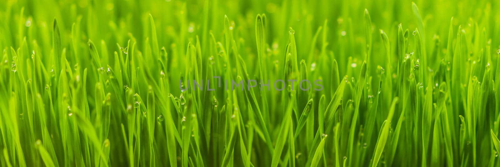 Fresh Wheatgrass plant organic for squeeze juice, Nutritious homegrown Wheatgrass, green wheat sprouts for juice. BANNER, LONG FORMAT