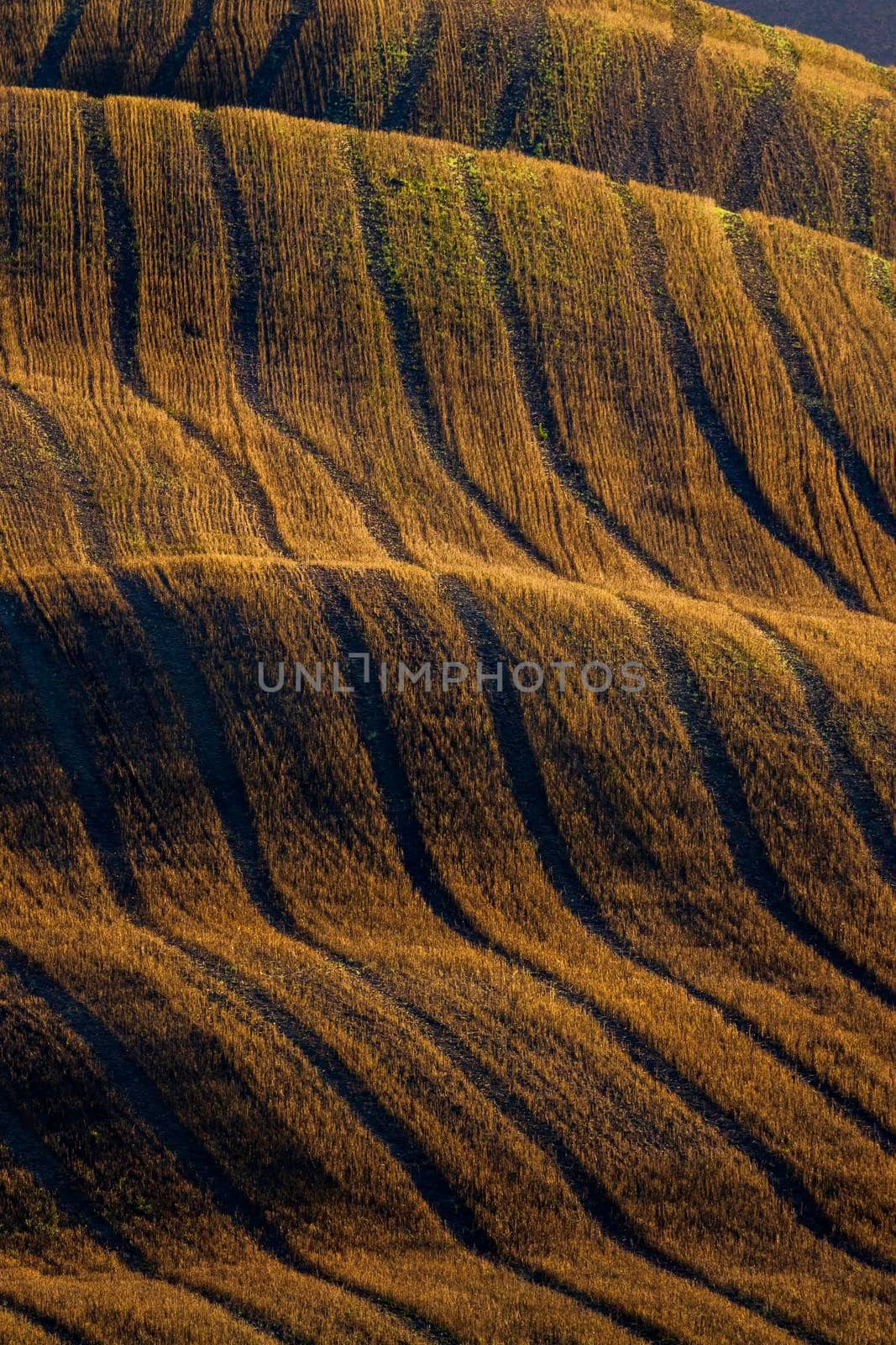 Typical Tuscan morning autumn landscape, Val D'Orcia, Tuscany, Italy by phbcz