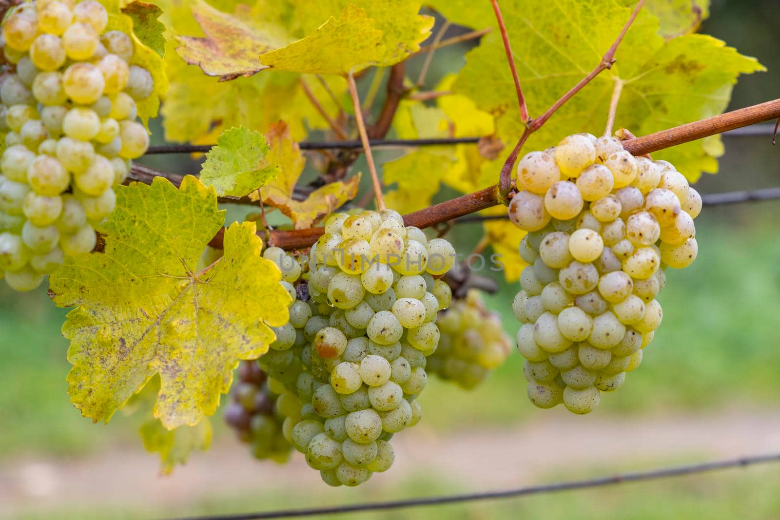 Grapes Riesling in autumn vineyard, Southern Moravia, Czech Republic