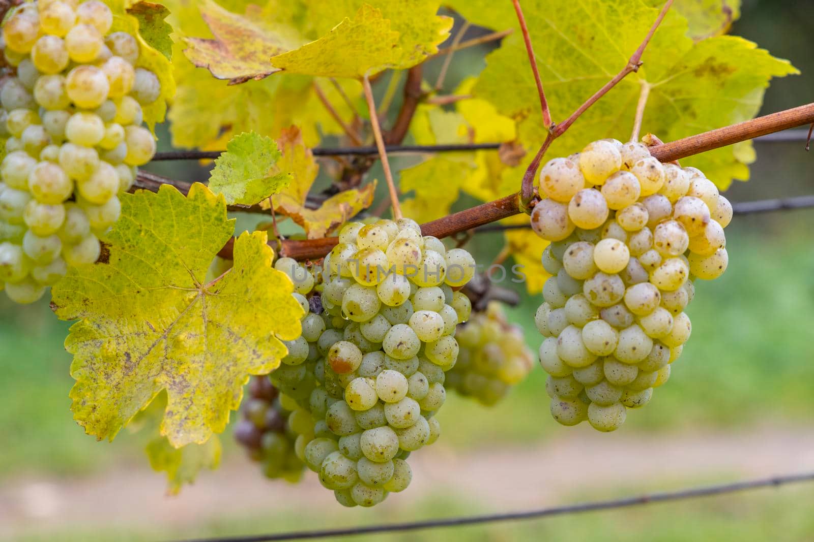 Grapes Riesling in autumn vineyard, Southern Moravia, Czech Republic