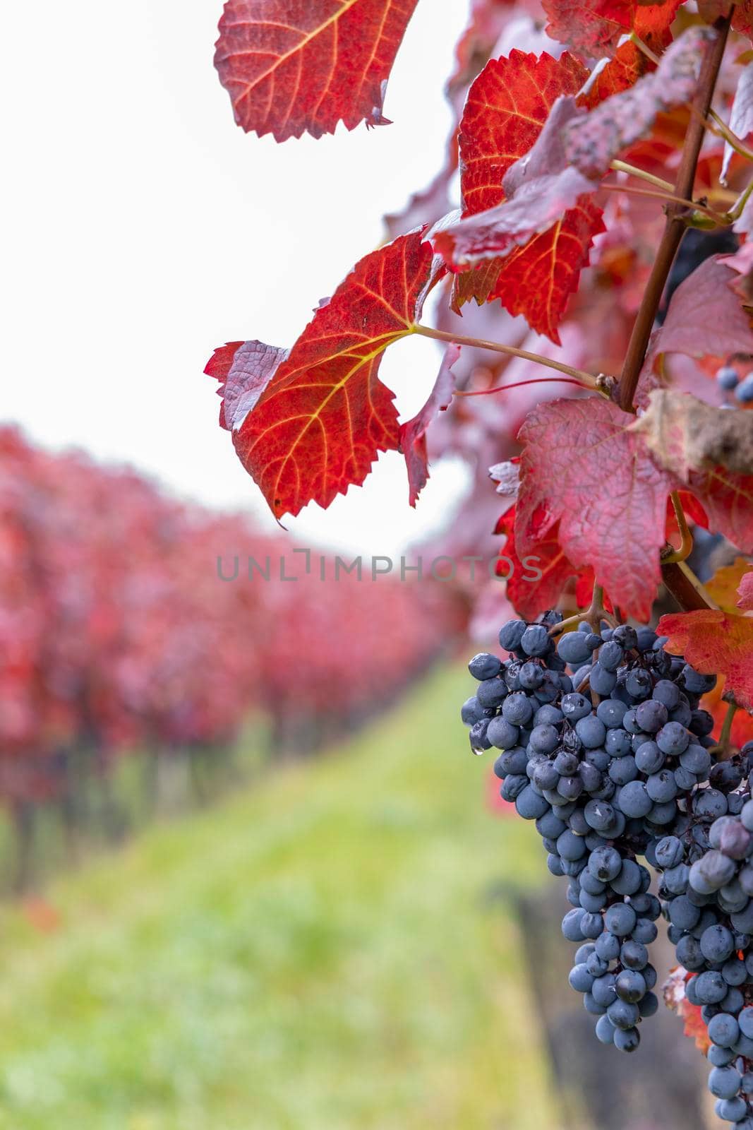 Blue grapes Alibernet in autumn vineyard, Southern Moravia, Czech Republic by phbcz