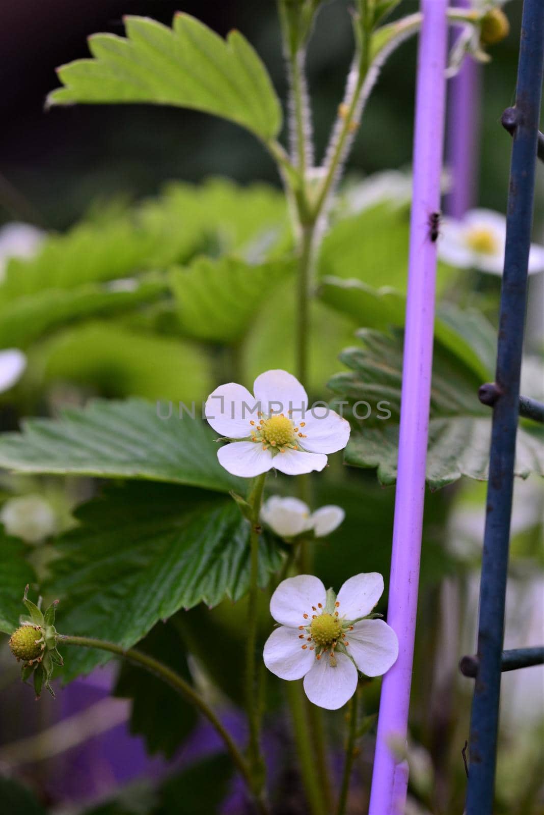 Strawberries turning from blossoms to berries as a close up