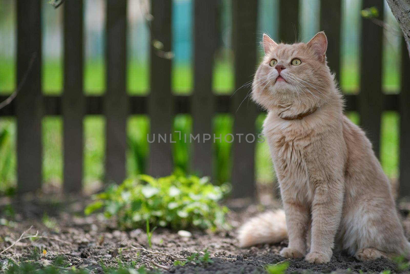 A light red cat sits near a stovbur and looks at the birds. Beautiful cat in the yard.