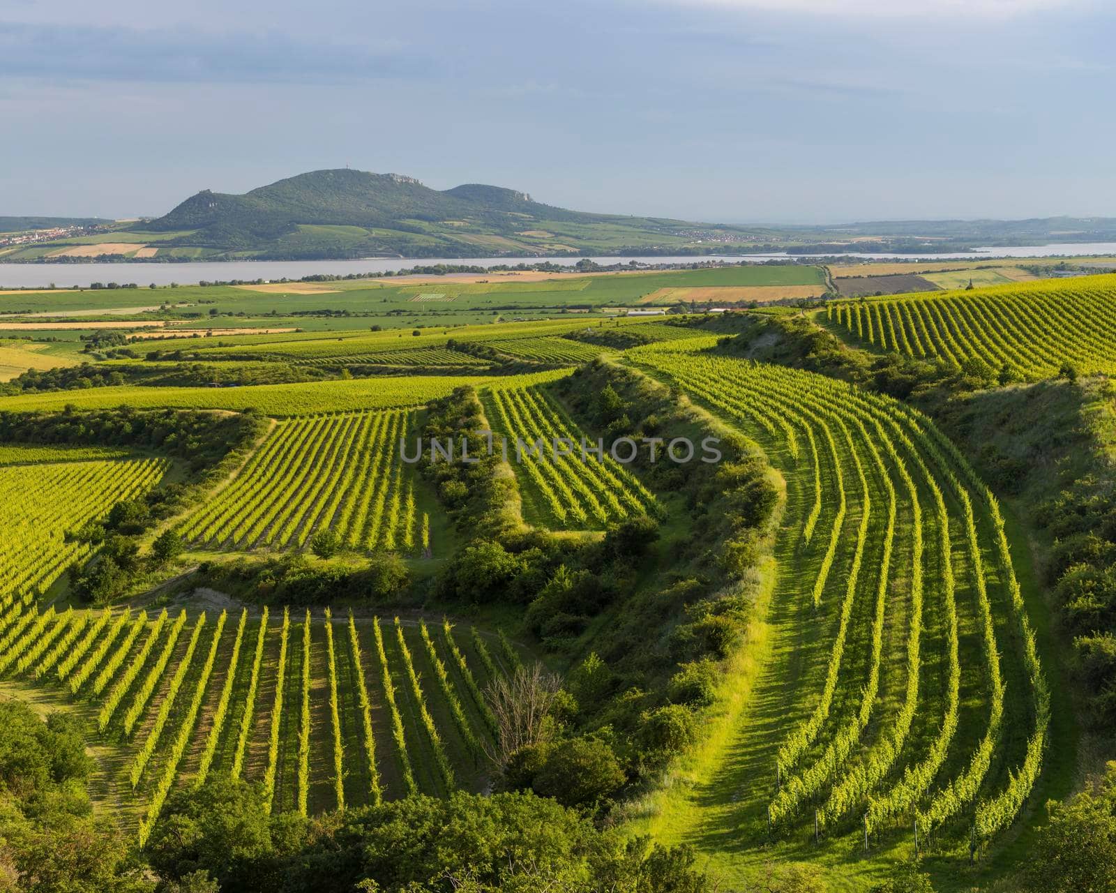 Vineyards near Nove Mlyny reservoir with Palava, Southern Moravia, Czech Republic