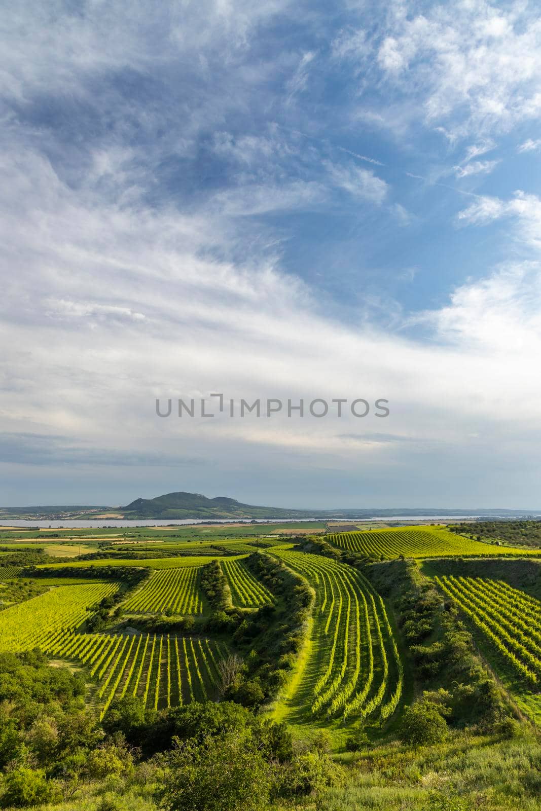 Vineyards under Palava, Southern Moravia, Czech Republic