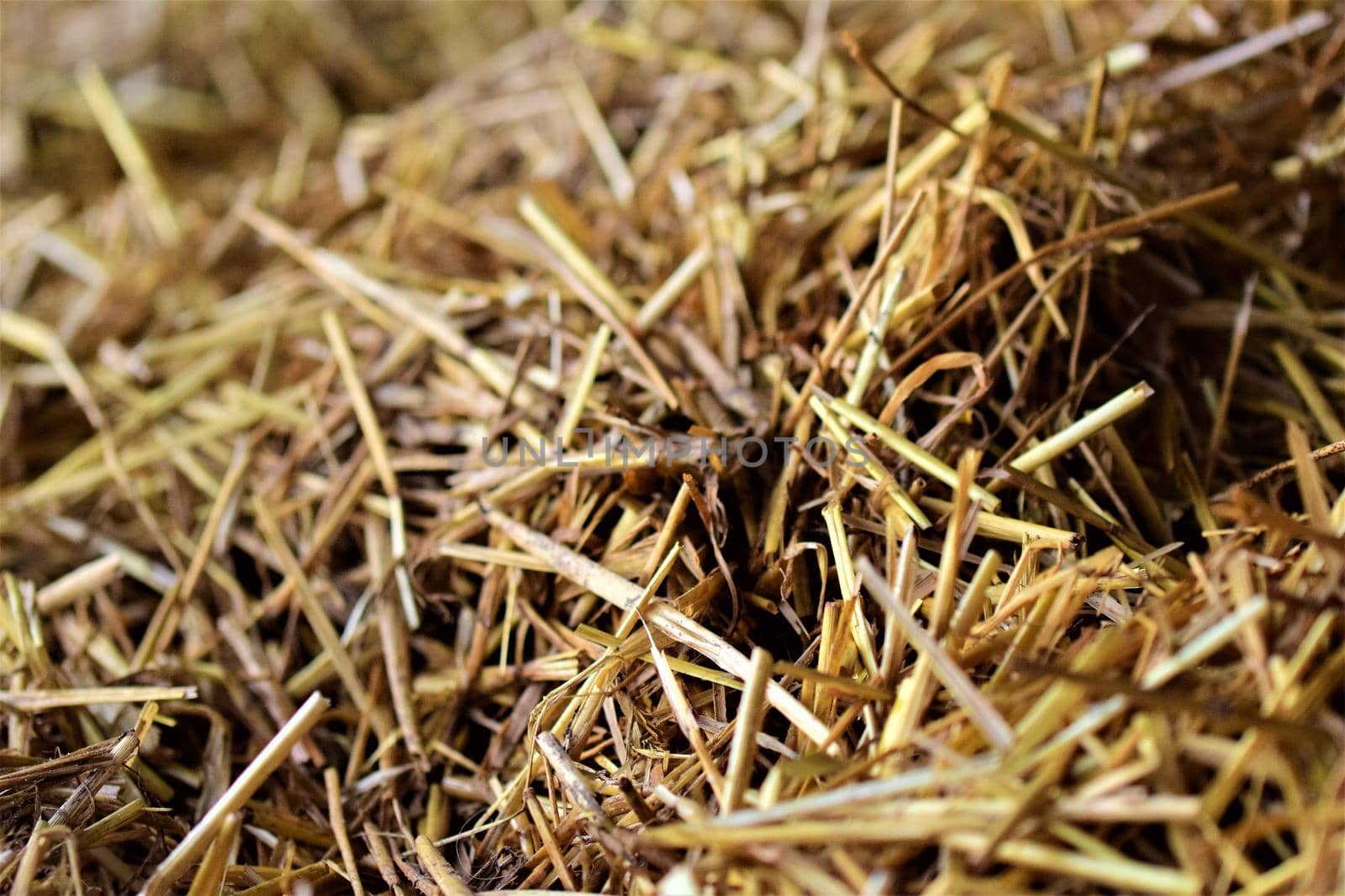 Close up of dirty straw in the open stable