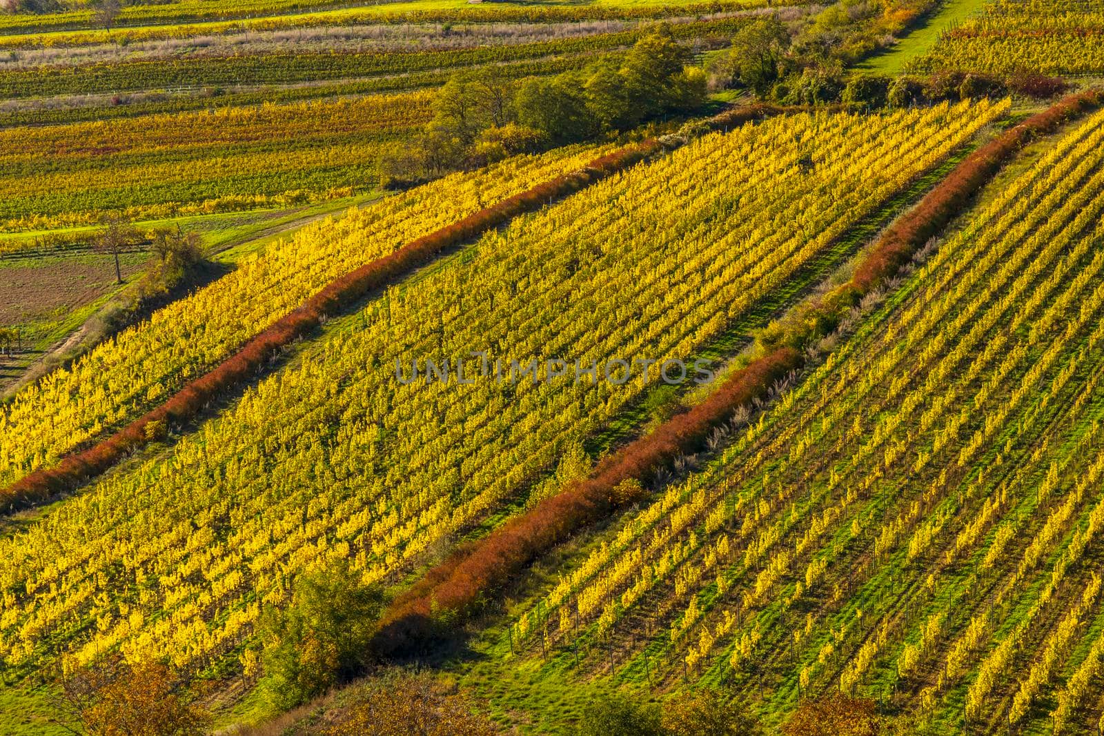 Vineyards under Palava, Southern Moravia, Czech Republic by phbcz