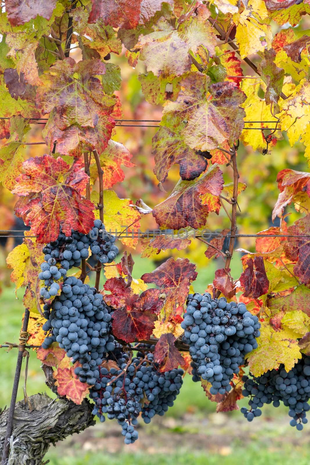 Blue grapes Cabernet Moravia in autumn vineyard, Southern Moravia, Czech Republic by phbcz