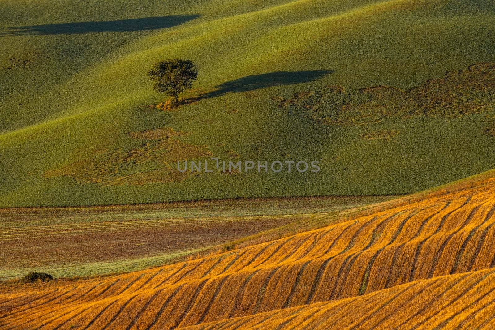 Typical Tuscan morning autumn landscape, Val D'Orcia, Tuscany, Italy by phbcz