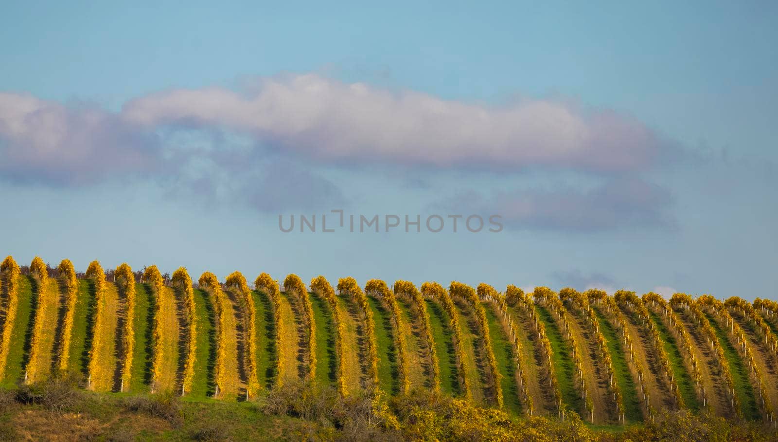 Autumn vineyard Kravi hora, Znojmo region, Southern Bohemia, Czech Republic by phbcz