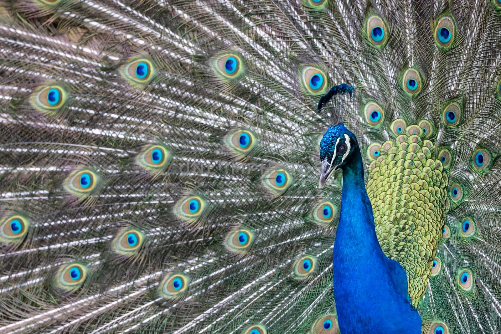 Closeup Image of a peacock dancing with its open feathers by phbcz