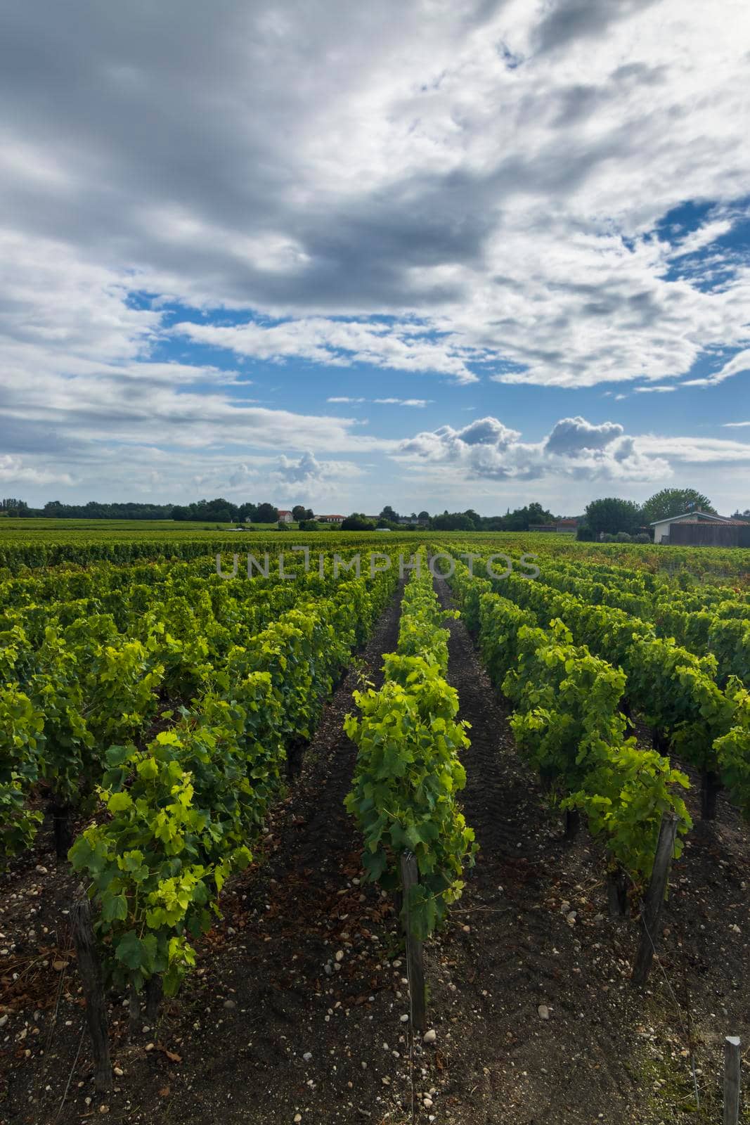 Typical vineyards near Saint-Julien-Beychevelle, Bordeaux, Aquitaine, France by phbcz