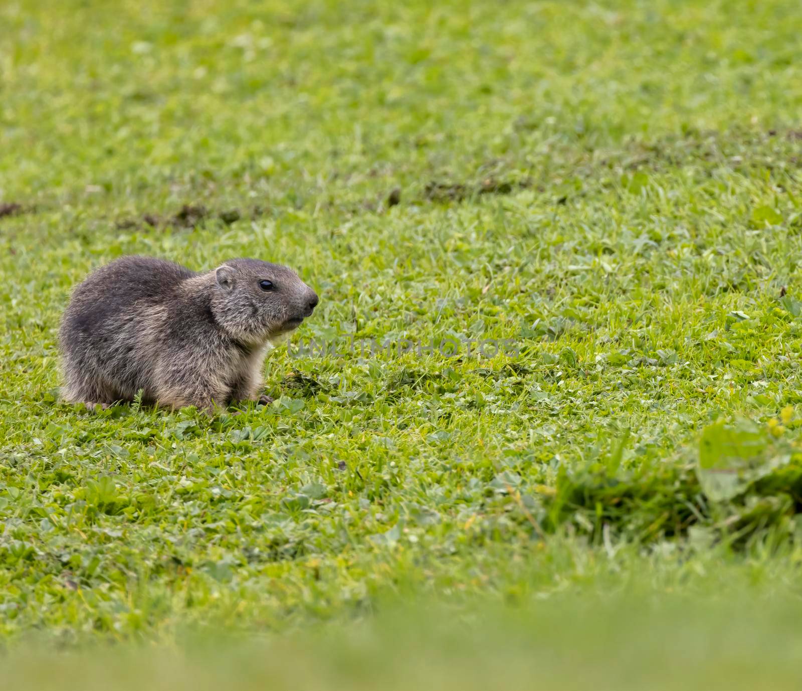 Marmot near Tignes,  Tarentaise Valley, Department Savoie,  Auvergne-Rhone-Alpes region, France by phbcz