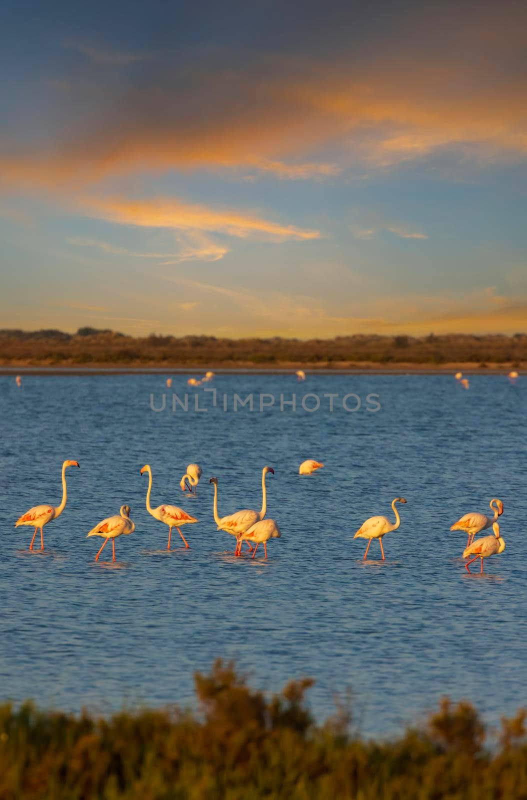 Flamingo in Parc Naturel regional de Camargue, Provence, France