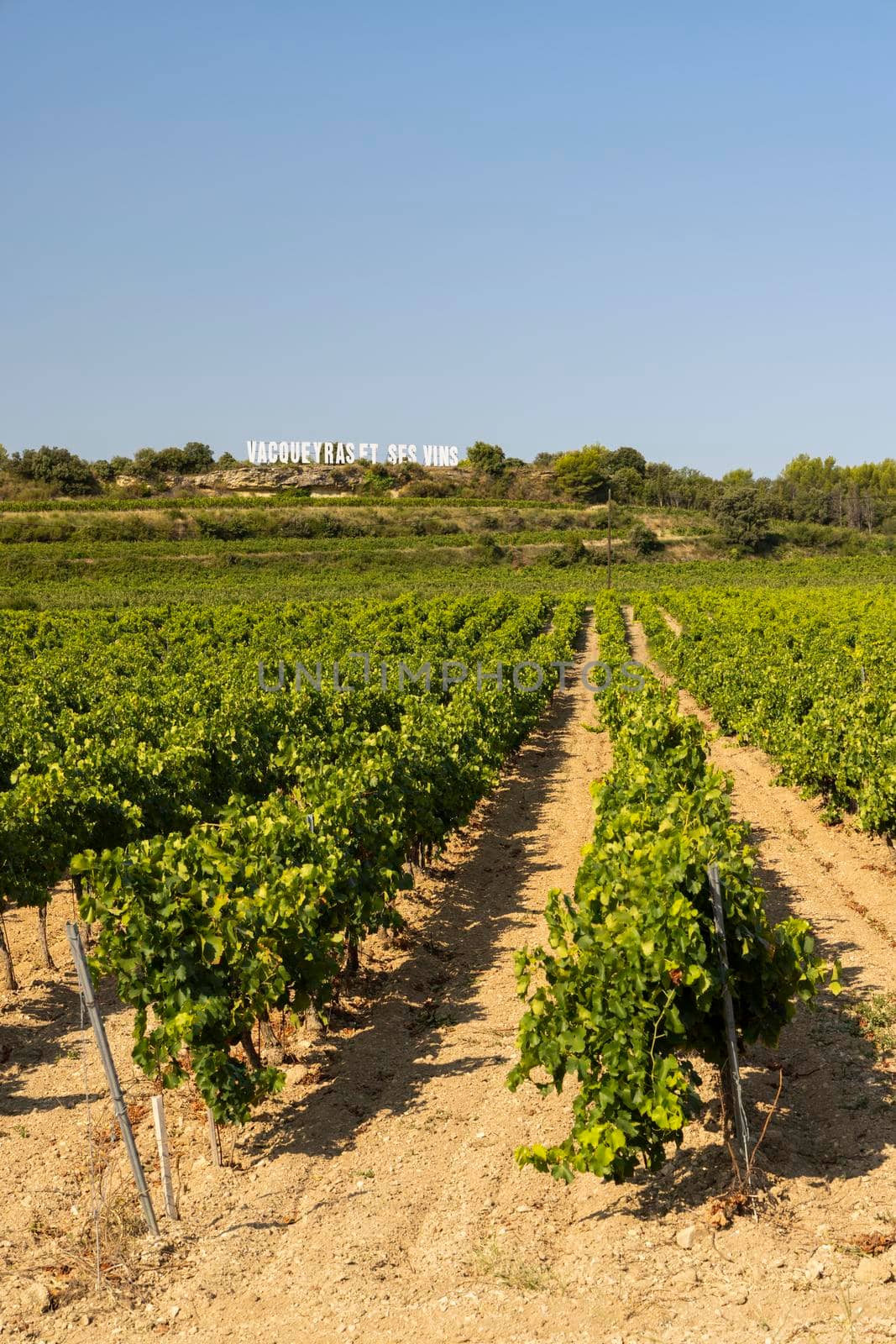 Typical vineyard near Vacqueyras, Cotes du Rhone, France