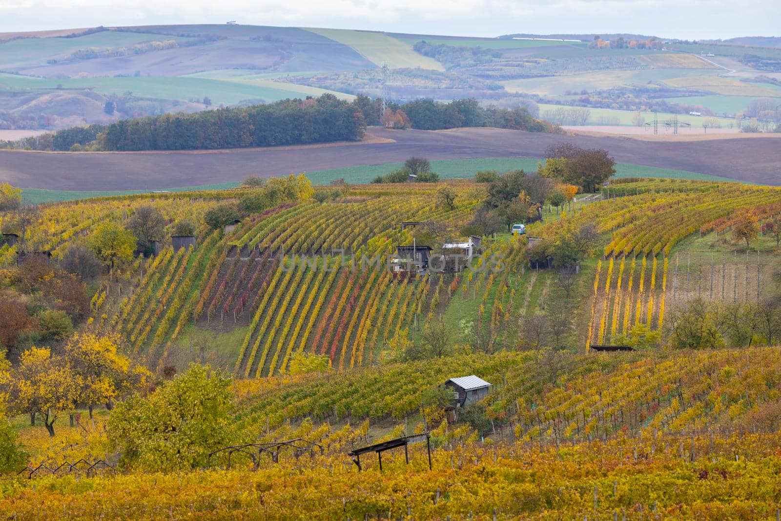 Autumn vineyard near Mutenice, Southern Moravia, Czech Republic by phbcz