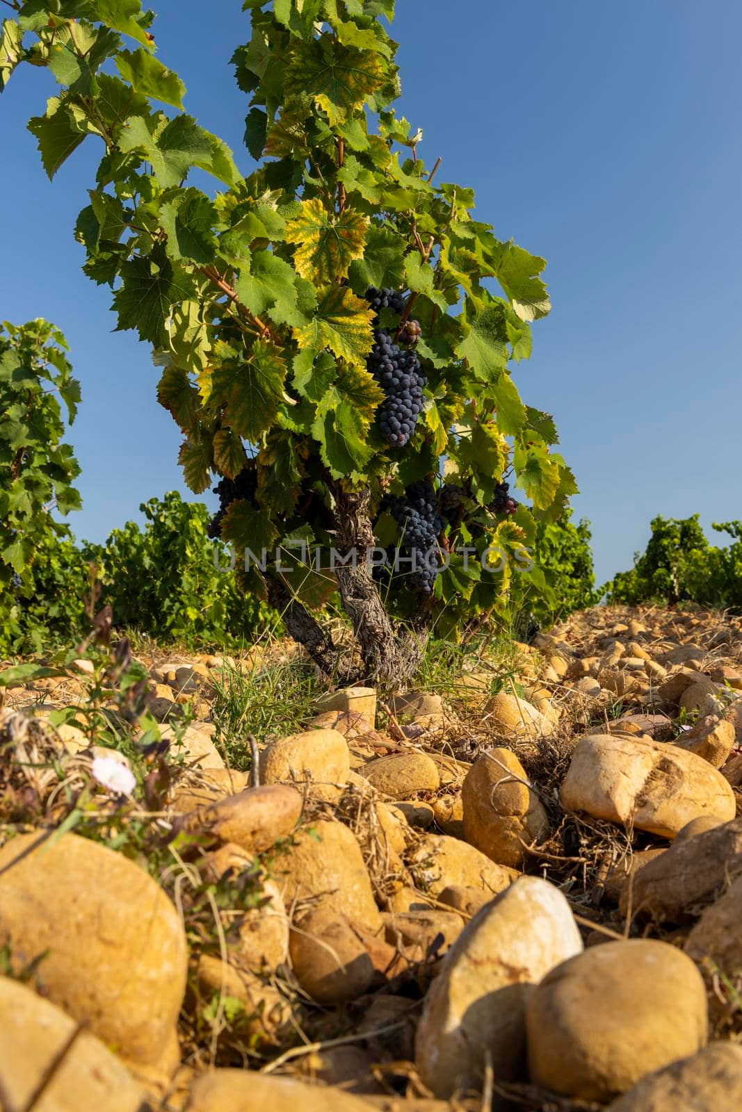 Typical vineyard with stones near Chateauneuf-du-Pape, Cotes du Rhone, France by phbcz