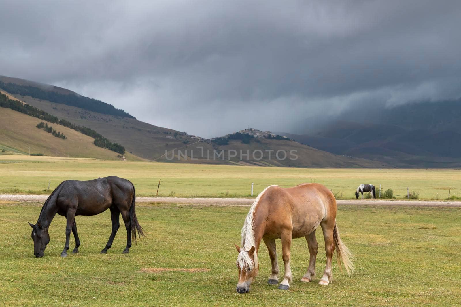 horses in mountain landscape near Castelluccio village in National Park Monte Sibillini, Umbria region, Italy by phbcz