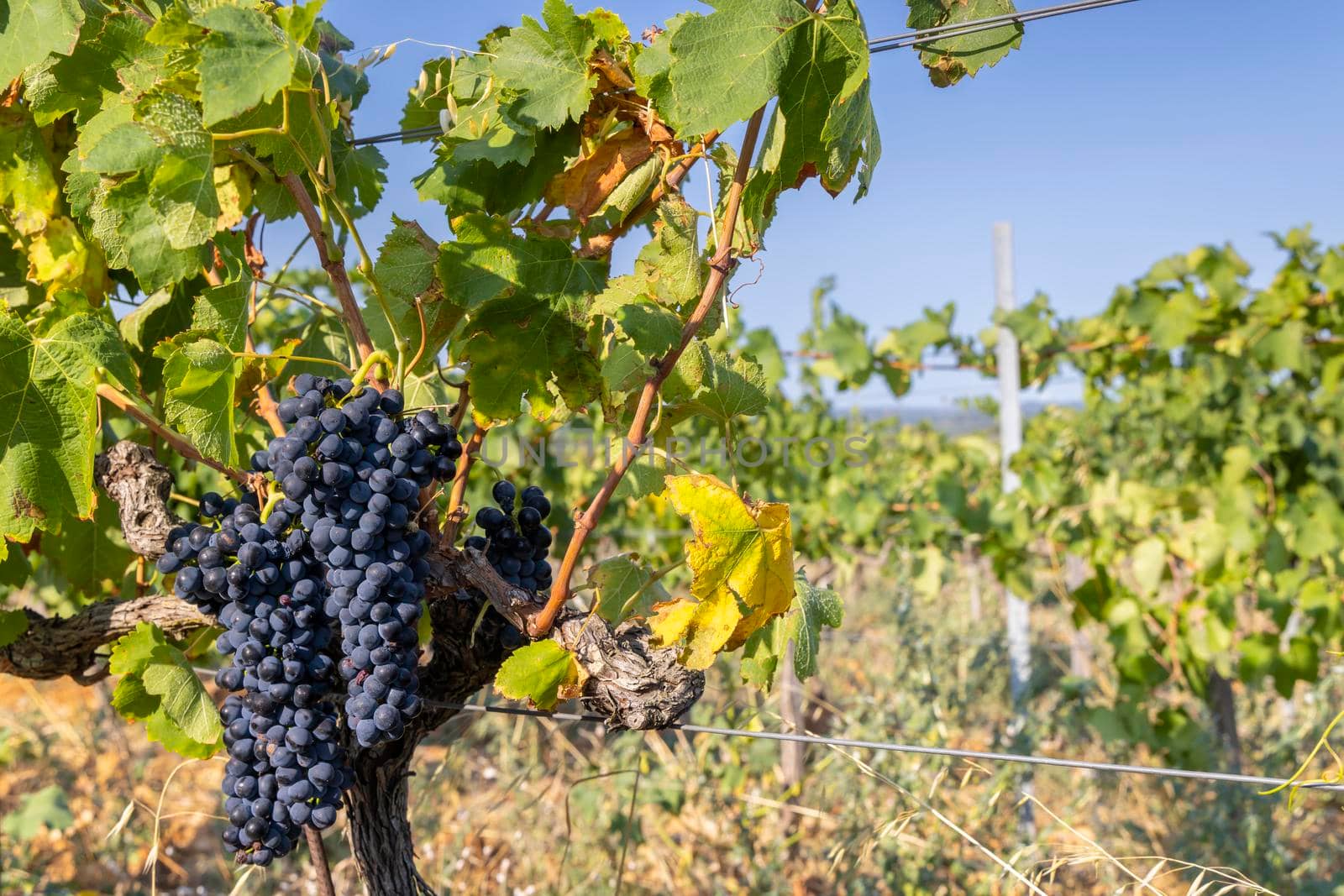 Typical vineyard with blue grapes near Chateauneuf-du-Pape, Cotes du Rhone, France