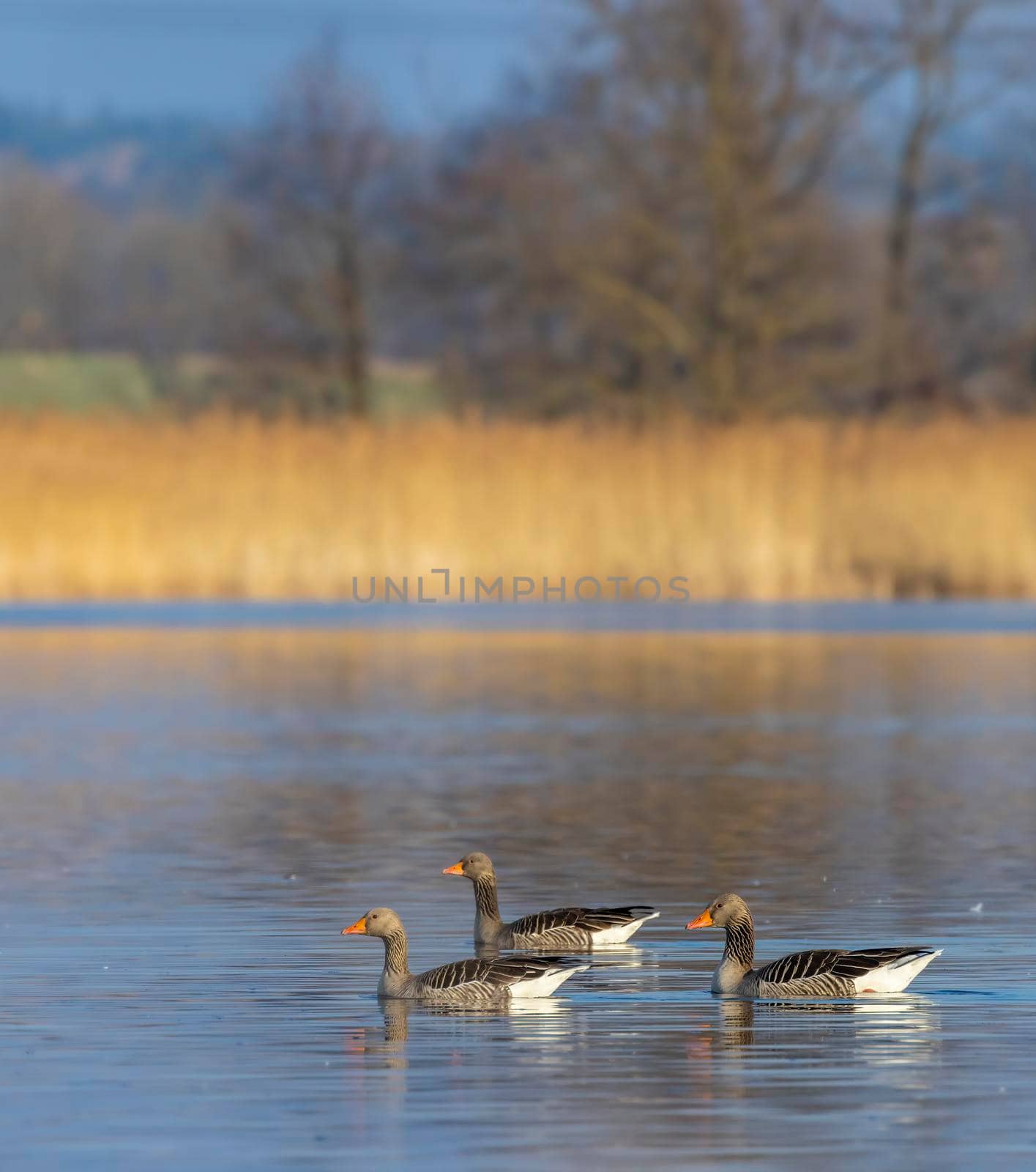 Great Goose, (Anser anser), Southern Bohemia, Czech Republic