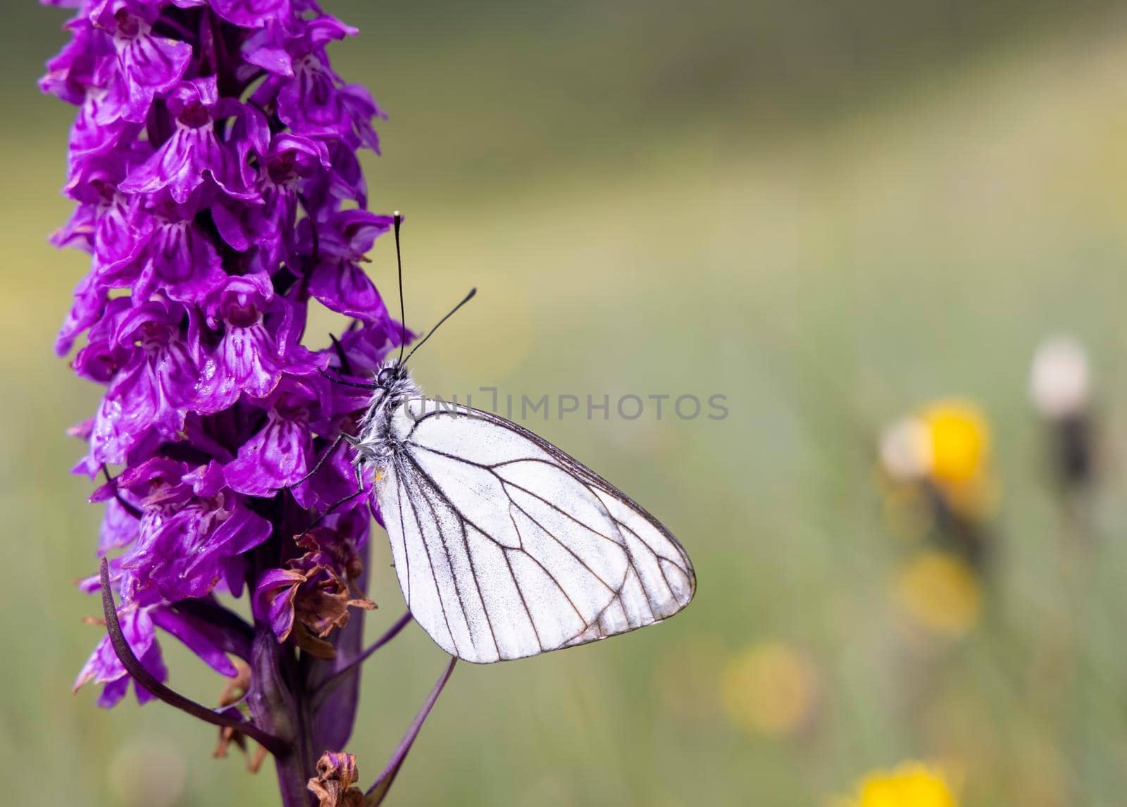 Black-veined White butterfly, Aporia crataegi and Heath Spotted Orchid or Moorland Spotted Orchid (Dactylorhiza maculata) by phbcz