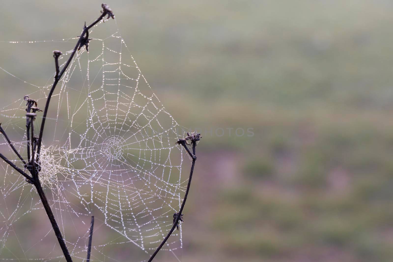 Spider web in sunrise sun