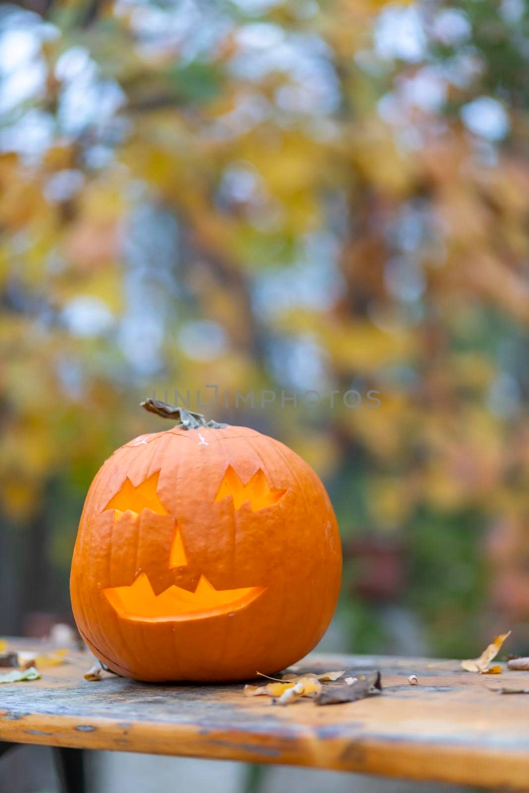 halloween pumpkin, autumn still life by phbcz