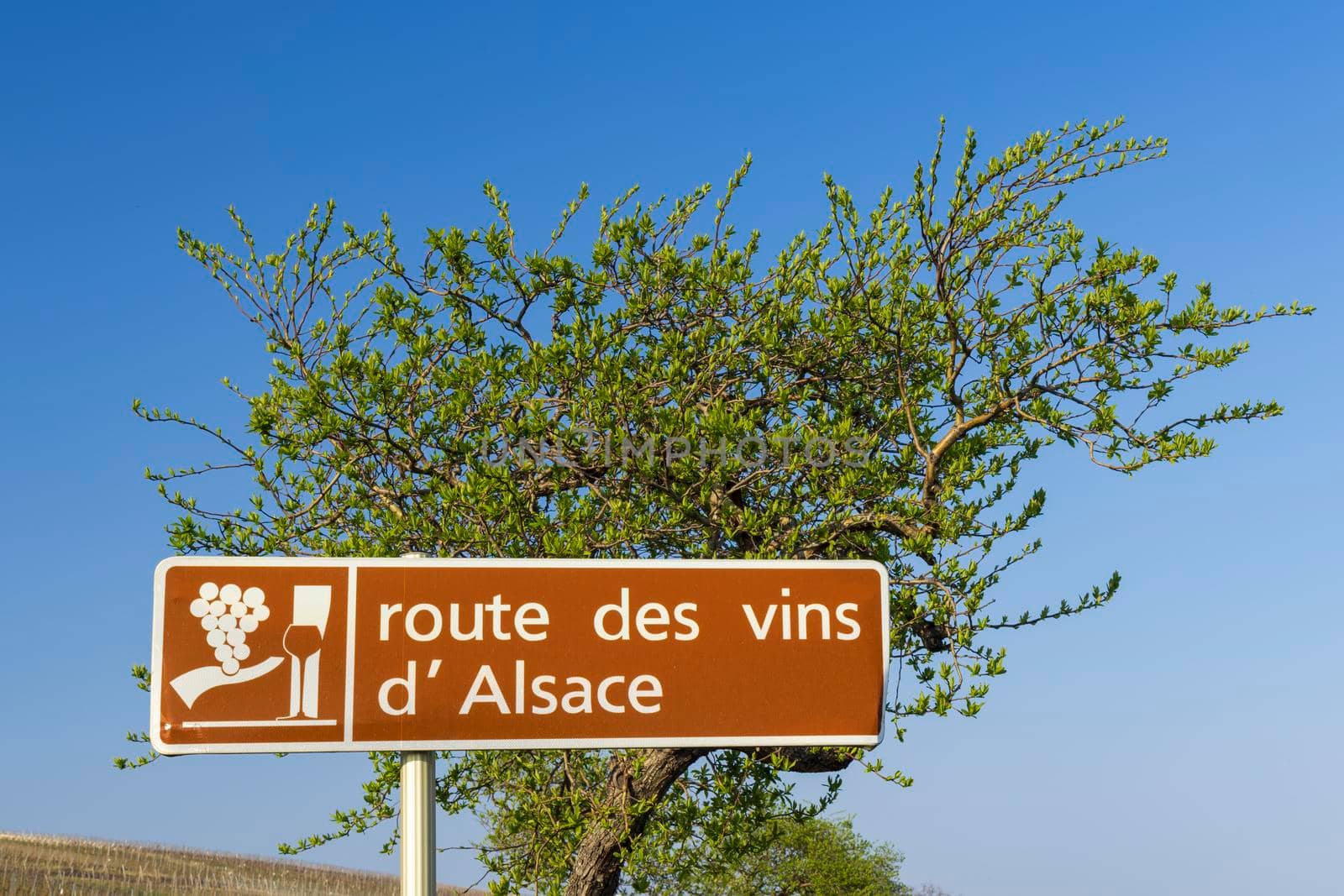 Wine road near Colmar, Alsace, France