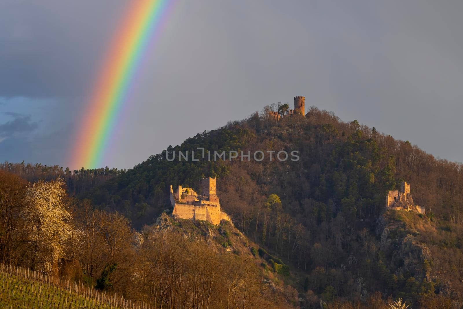 Chateau de Saint-Ulrich ruins, Chateau du Girsberg ruins and Chateau du Haut-Ribeaupierre near Ribeauville, Alsace, France