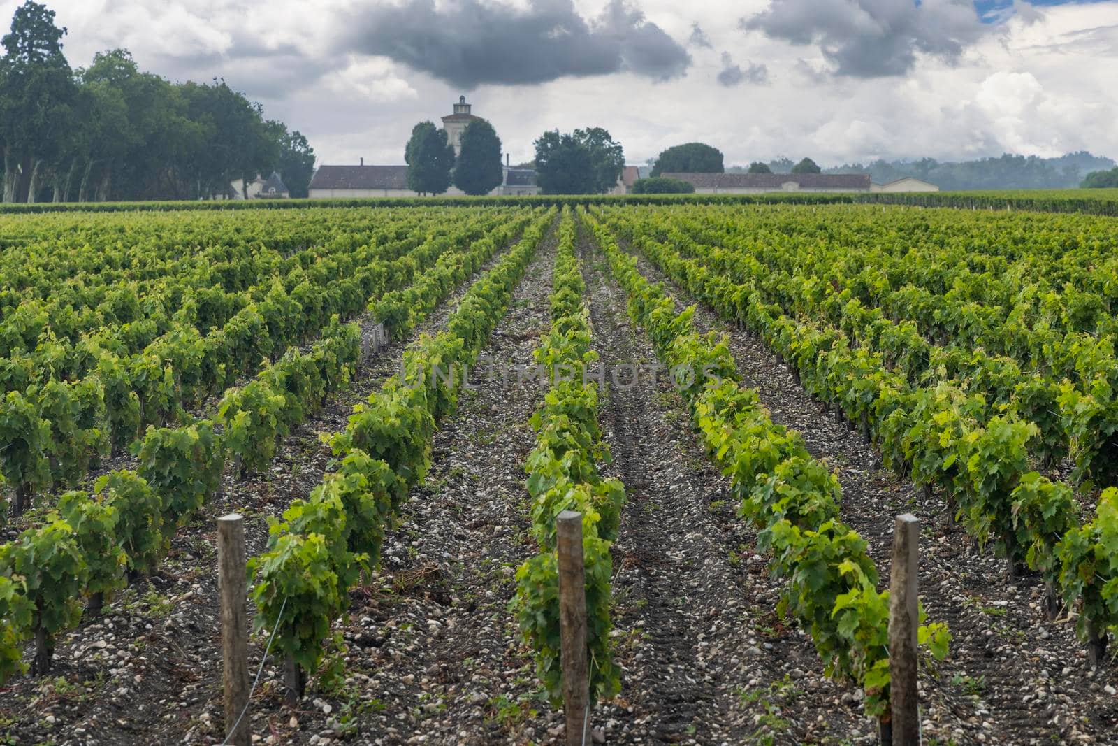 Typical vineyards near Chateau Lagrange, Bordeaux, Aquitaine, France by phbcz