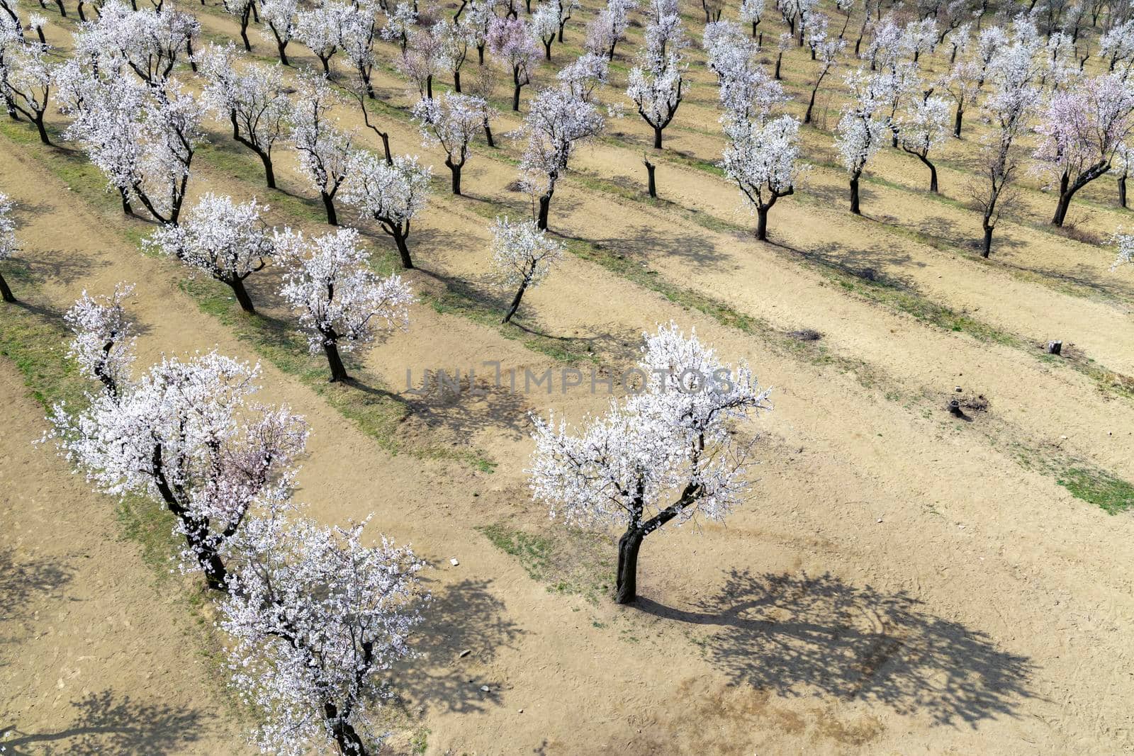 Almond tree orchard in Hustopece, South Moravia, Czech Republic by phbcz