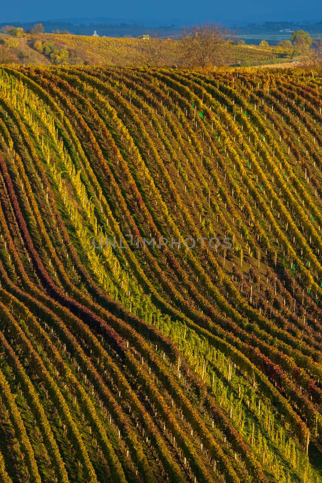 Autumn vineyard near Cejkovice, Southern Moravia, Czech Republic