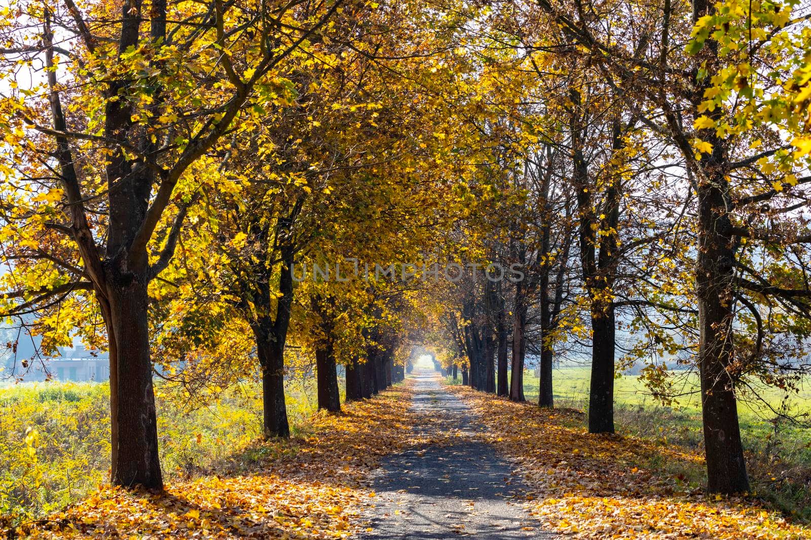 autumn alley near Banhorvati in Northern Hungary, Hungary by phbcz