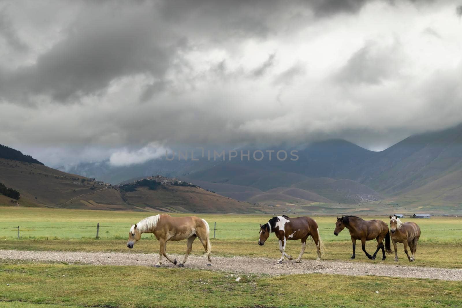 horses in mountain landscape near Castelluccio village in National Park Monte Sibillini, Umbria region, Italy by phbcz