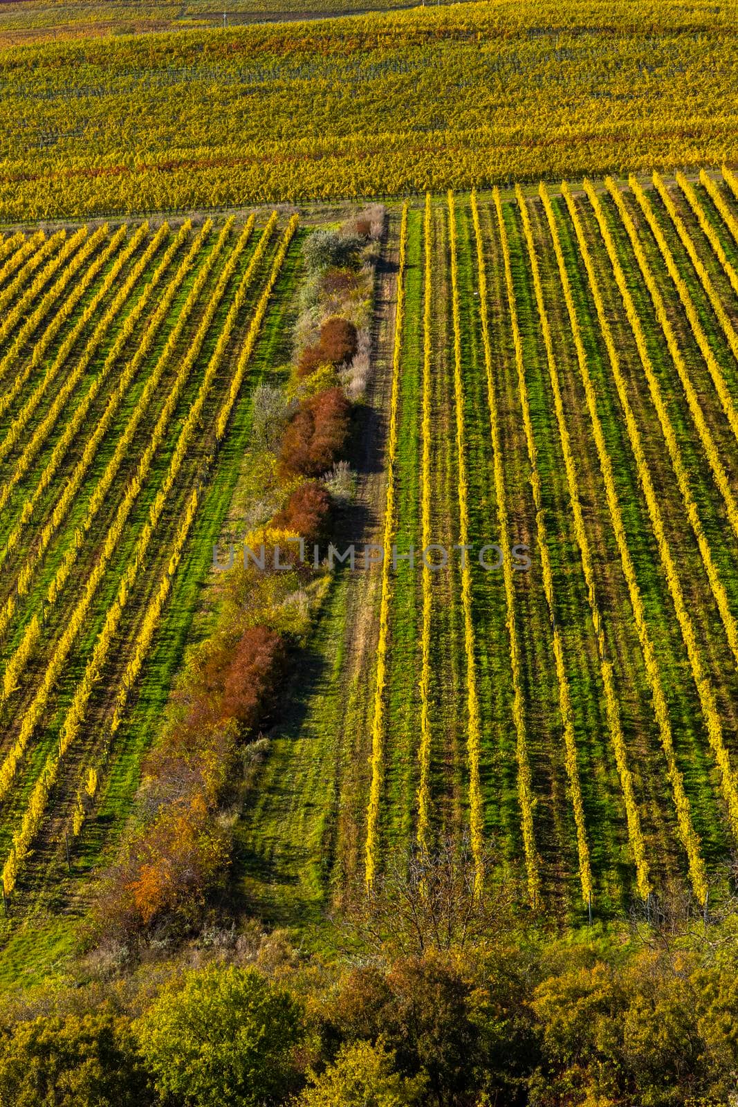 Vineyards under Palava, Southern Moravia, Czech Republic