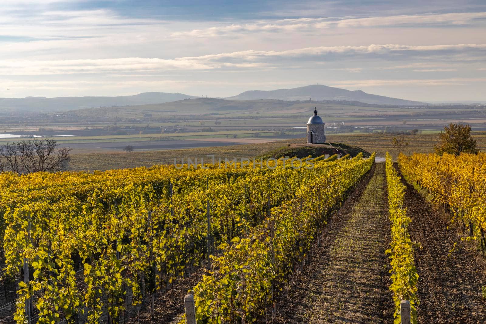 Autumn vineyard near Velke Bilovice, Southern Moravia, Czech Republic by phbcz